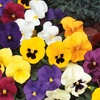 Image 25: Vibrant Winter Flowering Pansy Mixes - up to 72 Plants