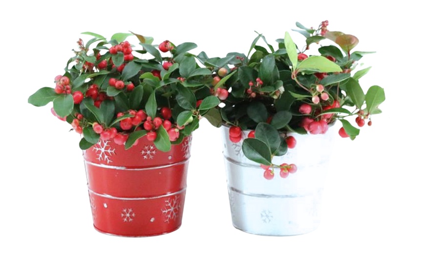 Image 4: Ensemble de 2 Gaultheria 'Big Berry'®