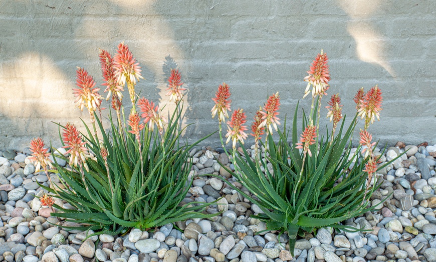 Image 3: Aloe Safari Sunrise Plant