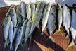 Catch Bluefin Tuna & Yellowtail: Exciting Deep Sea Fishing Adventure on a Sport Yacht in San Diego - Second Medium