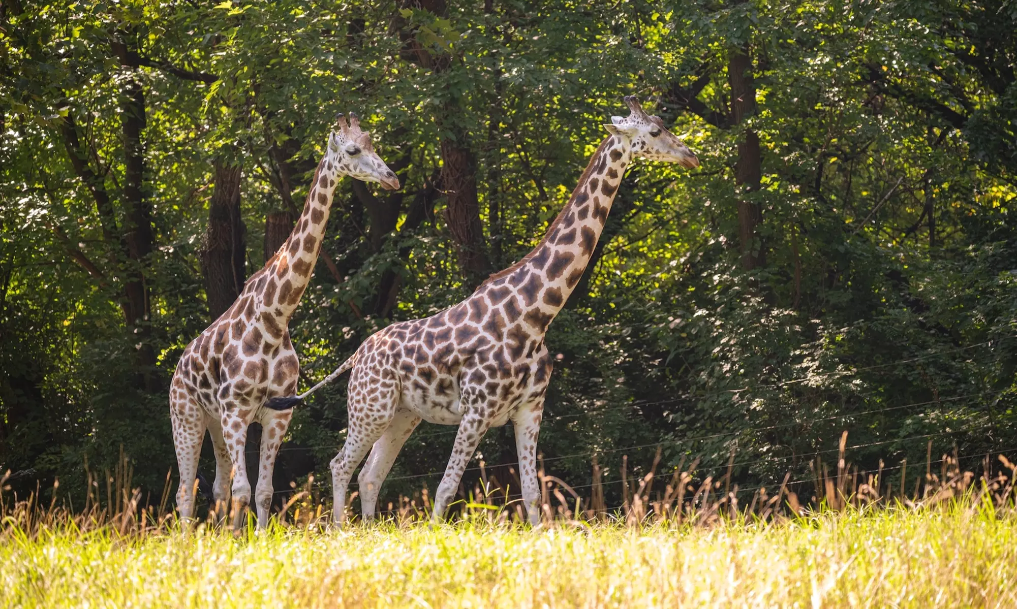 Admission for One Child or Adult to Bronx Zoo