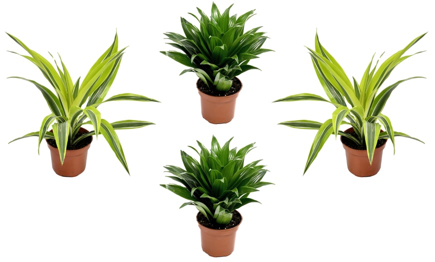 Image 3: Assortiment de 4 "Dragon Trees" de Gardenzo