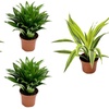Image 3: Assortiment de 4 "Dragon Trees" de Gardenzo