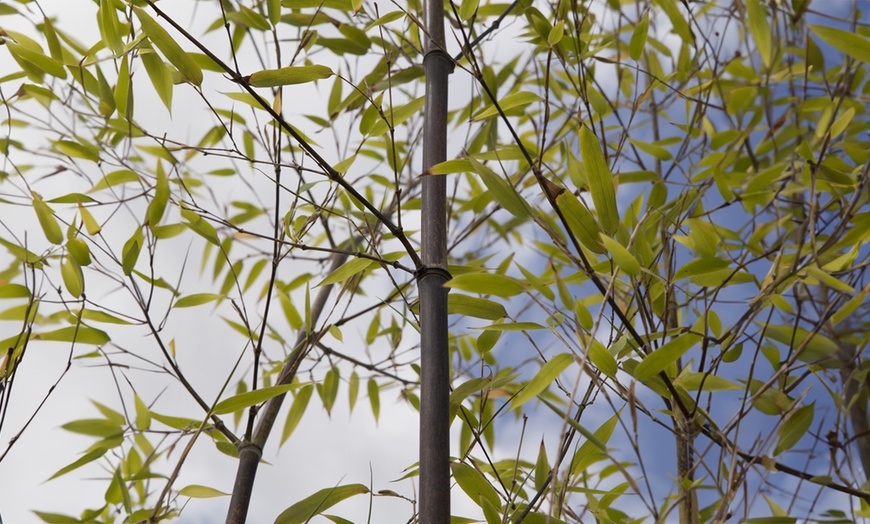 Image 4: Phyllostachys Nigra Black Bamboo in 3L Pot