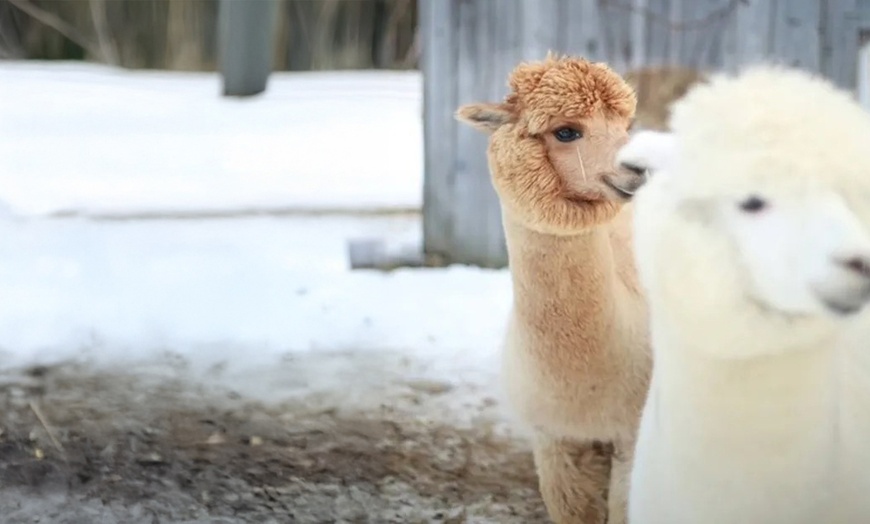 Image 5: Unforgettable Alpaca Walking & Feeding Experience for All Ages