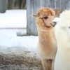 Image 5: Unforgettable Alpaca Walking & Feeding Experience for All Ages