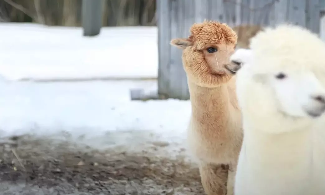 Private Walking Tour/Public Single Ticket Walking Alpaca Experience