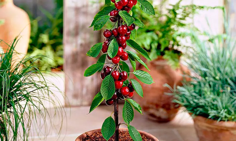 1 of 2 sets van 6 fruitbomen van ca. 80 cm hoog voor het balkon, terras of kleine tuin - Image 7