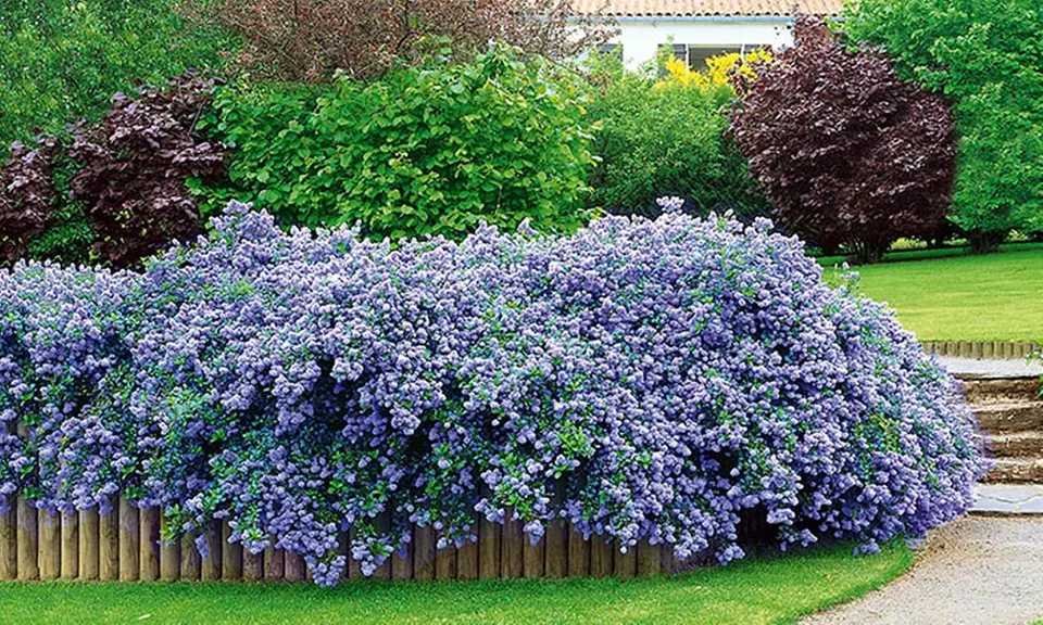 6 oder 9 Pflanzen Baldur Garten Ceanothus 'Blue Fashion' - Primary Image