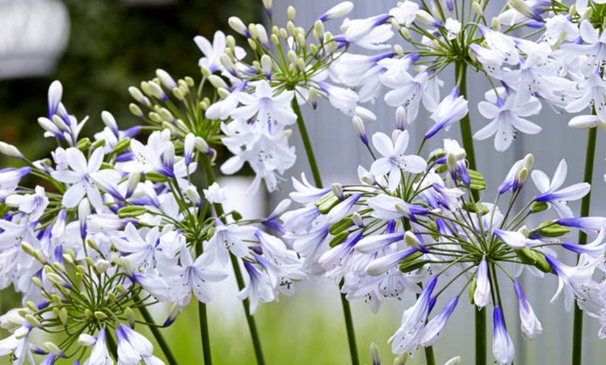 Image 3: Three Packs of Agapanthus 'Fireworks', Bi-Coloured Blooms in 9cm Pots