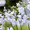 Image 3: Three Packs of Agapanthus 'Fireworks', Bi-Coloured Blooms in 9cm Pots