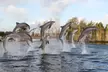 Tickets voor het Dolfinarium: Maak kennis met de onderwaterwereld in het grootste Zeezoogdierenpark van Europa - Image 4