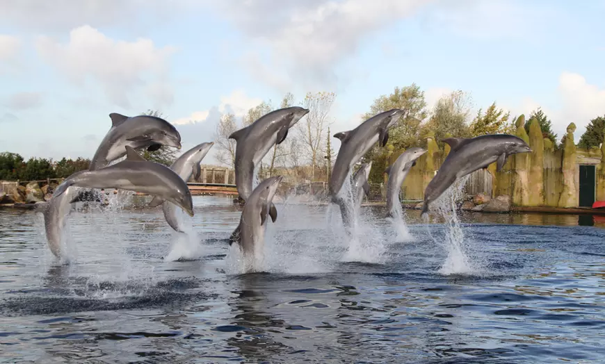 Image 4: Ontdek de dieren van de zee en neem zelf een duik in het Dolfinarium