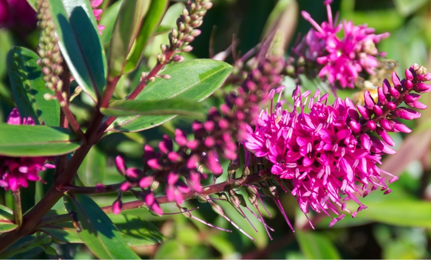 Image 5: Mix van 6 of 12 Rootz Hebe Veronica struiken 