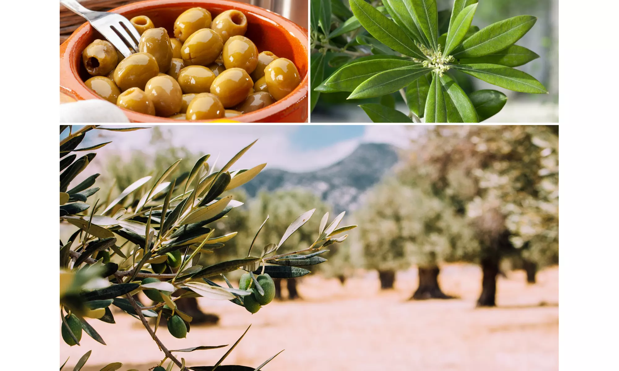 2, 4 of 8 winterharde olijfbomen