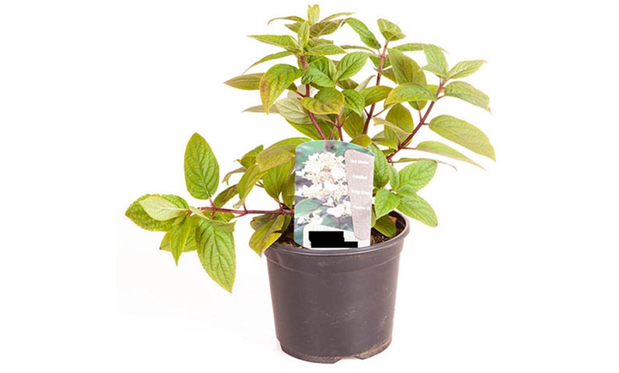 Image 5: Hydrangea Potted Plants - 1, 2 or 3 Potted Plants