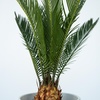 Image 2: Set van 2 palmbomen "Sago Palm"