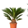 Image 1: 1 o 2 piante di palma giapponese Cycas Revoluta