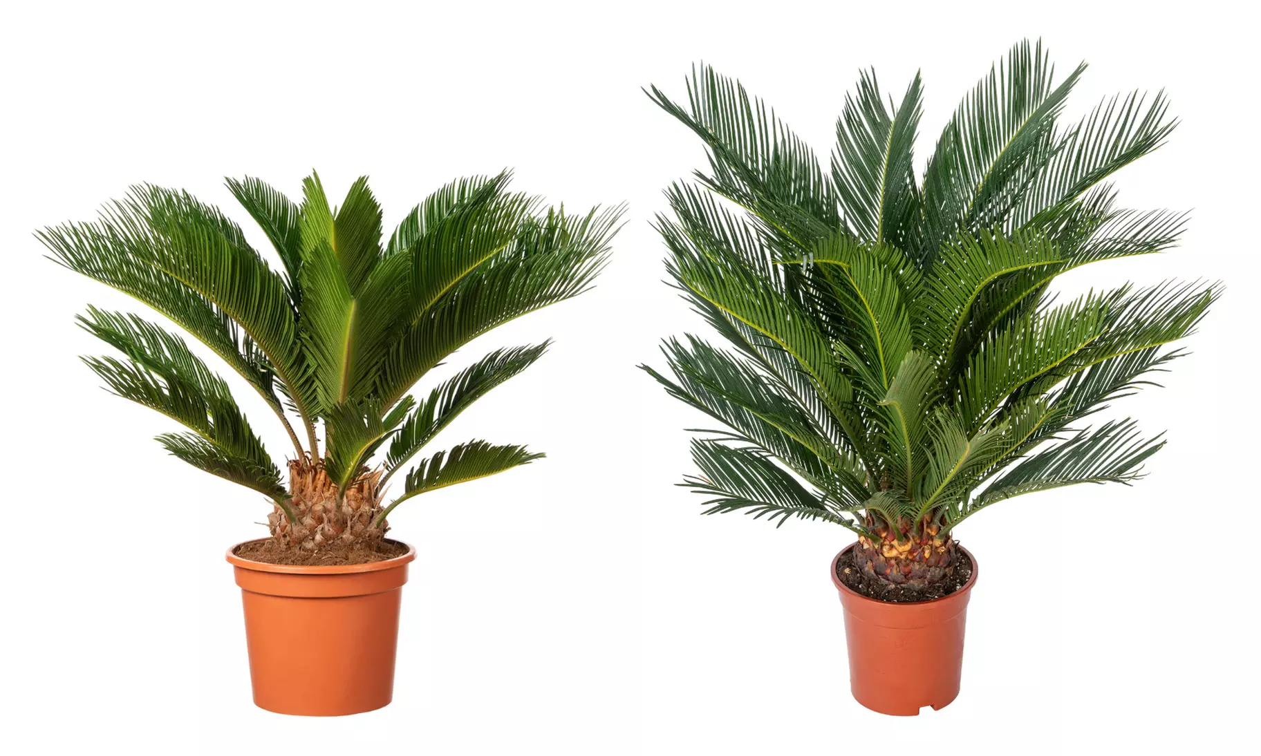 1 o 2 piante di palma giapponese Cycas Revoluta