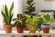 4 Live Plants Bundle in 3" and 4"  Sizes with Free Shipping -  Pet-Friendly & Low-Light Plant Bundles Indoor and Outdoor Plants (Up to 24%Off) - Second Medium