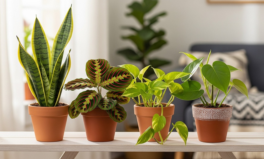 Image 1: Transform Your Home with Plant Bundles from House Plant Shop (Up to 15%Off)