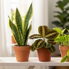 Image 1: 4 Live Plants Bundle in 3" and 4" Sizes: Pet-Friendly and Low-Light Plant Bundles with Free Shipping (Up to 24%Off)
