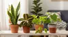 4 Plants Bundle in 3" and 4"  Sizes with Free Shipping -  Pet-Friendly and Low-Light Plant Bundles Indoor and Outdoor Plants (Up to 15%Off)