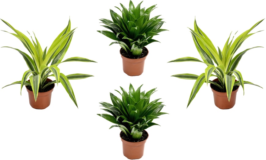 Image 2: Lote de 4 drácenas de variedades "Lemon Lime" y "Compacta" de Gardenzo