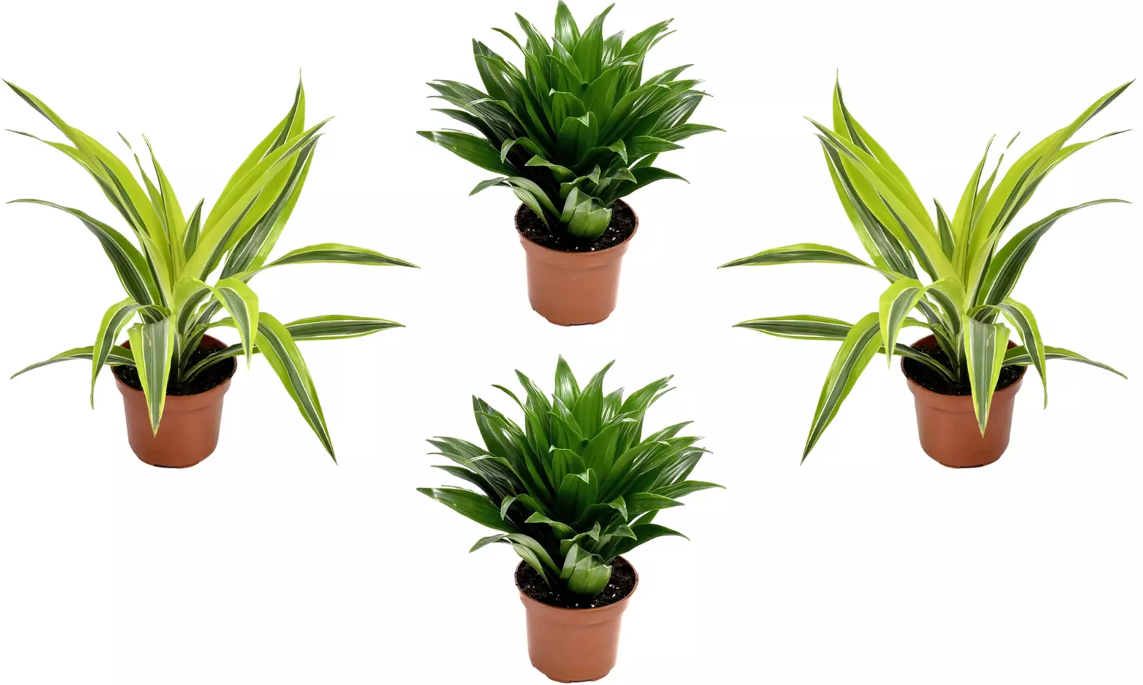 Lote de 4 drácenas de variedades "Lemon Lime" y "Compacta" de Gardenzo