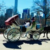Image 1: Central Park Horse Carriage Ride & Horse Interaction Experience