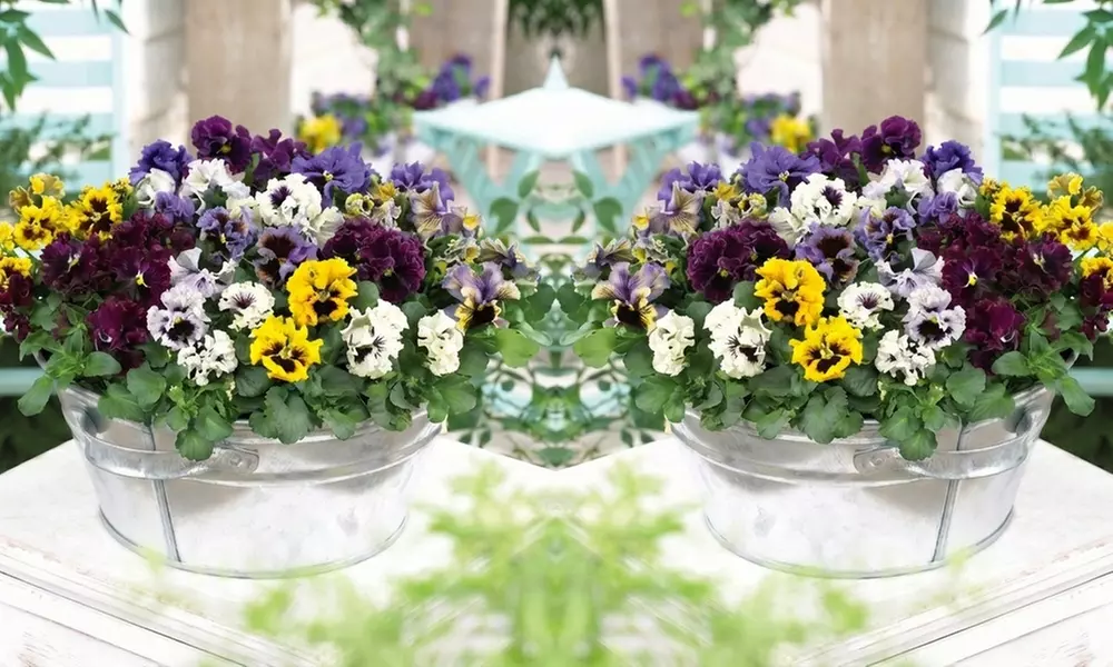 Pansy Frizzle Sizzle Mixed Collection – 24 or 48 plants