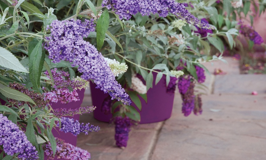 Image 4: Buddleja Buzz 3-in-1 Collection Hardy Shrub Plants