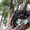 Image 8: Haunted Trail: Adult, Child/Family Ticket on 26th, 27th or 31st Oct'25