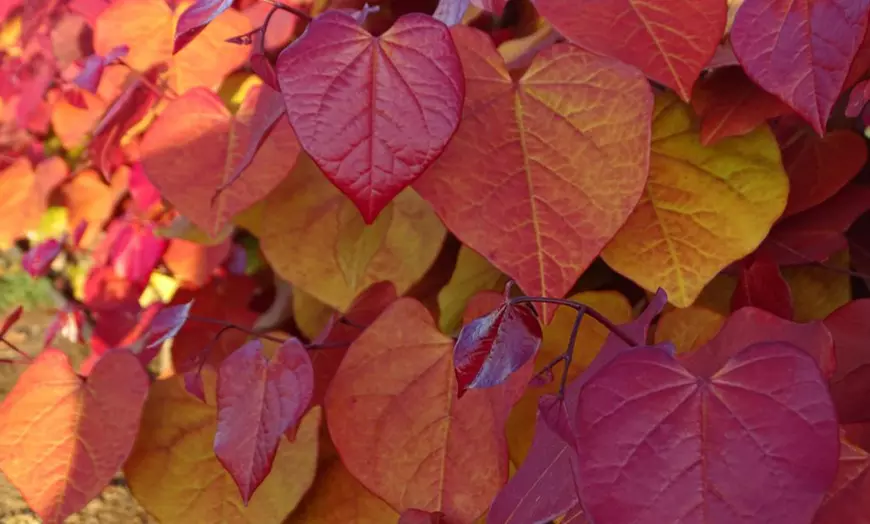 Image 4: Colour Changing Garden Trees - 4 Varieties - up to 3 Potted Plants
