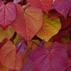 Image 4: Colour Changing Garden Trees - 4 Varieties - up to 3 Potted Plants