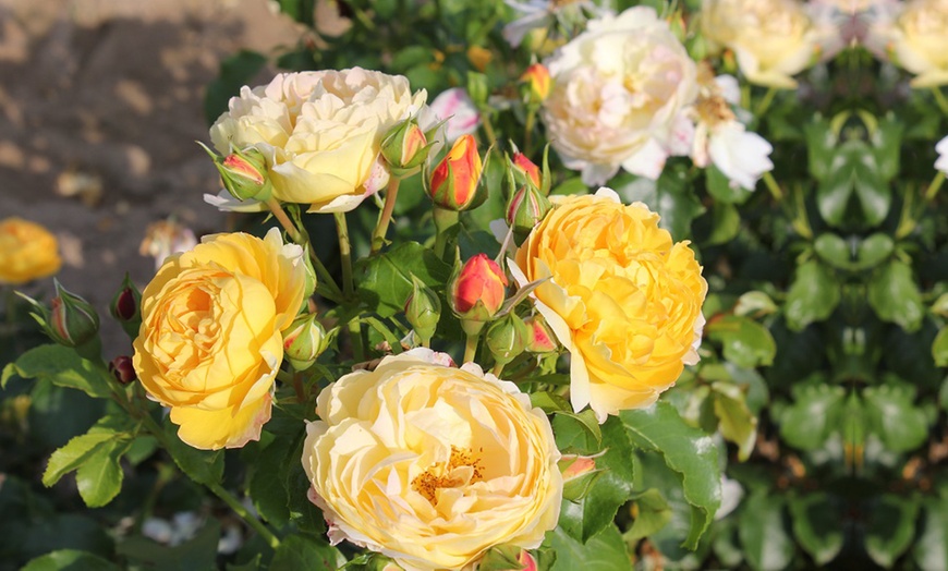 Image 2: Rose of the Year Winners Collection - 4 Plants