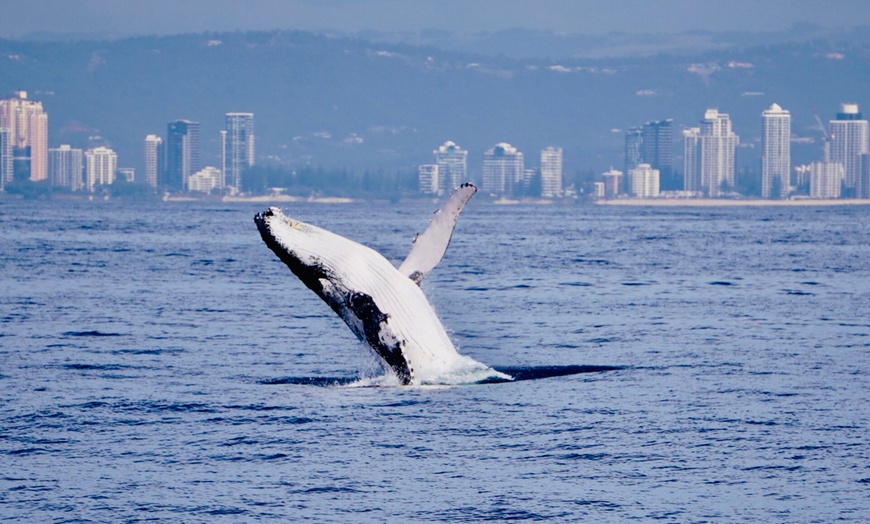 Image 3: Sail Across Gold Coast Broadwater on a 4 Hour Whale Watching Cruise