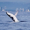 Image 3: Sail Across Gold Coast Broadwater on a 4 Hour Whale Watching Cruise