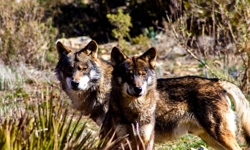Image 12: Entrada al Lobo Park Antequera con guía experto y vistas a El Torcal