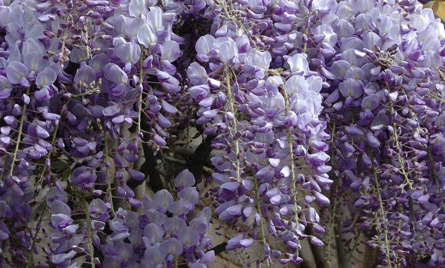Image 5: YouGarden Wisteria Amethyst Falls