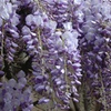 Image 5: YouGarden Wisteria Amethyst Falls