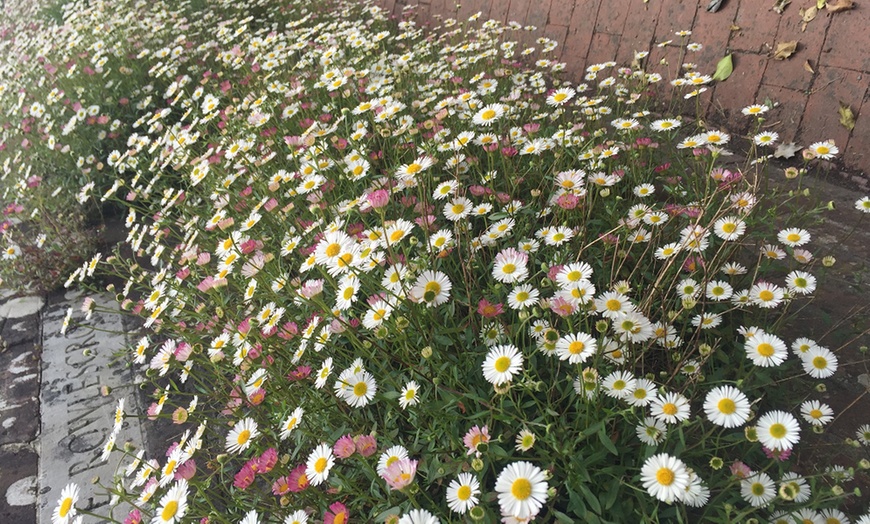 Image 3: Perennial Daisy Erigeron karvinskianus - 1, 2 or 3 Potted Plants