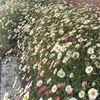 Image 3: Perennial Daisy Erigeron karvinskianus - 1, 2 or 3 Potted Plants