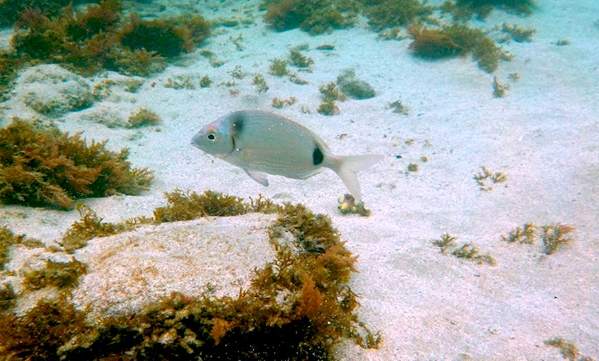 Image 3: Bautismo de buceo con casi 1 hora de inmersión para 1 o 2 personas