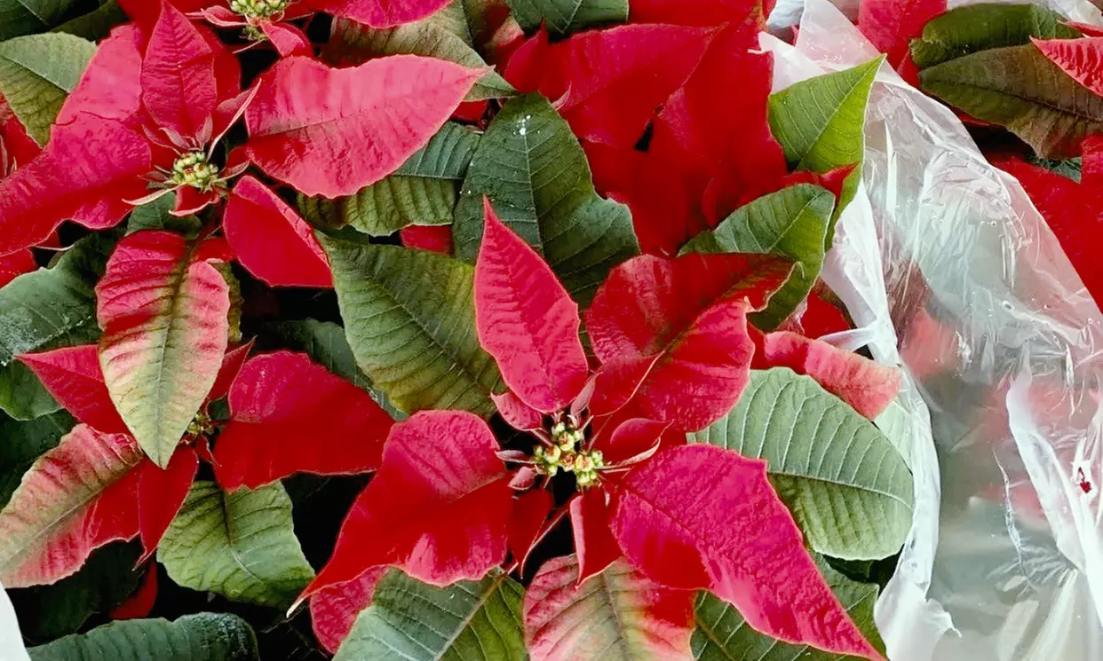 $50 Towards Five-Foot or Taller Christmas Tree (Valid Nov 4 to Dec 23)