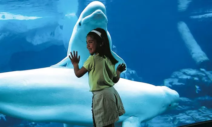 Summer Sale! SeaWorld Tickets, Fun Cards & More! 67% Off