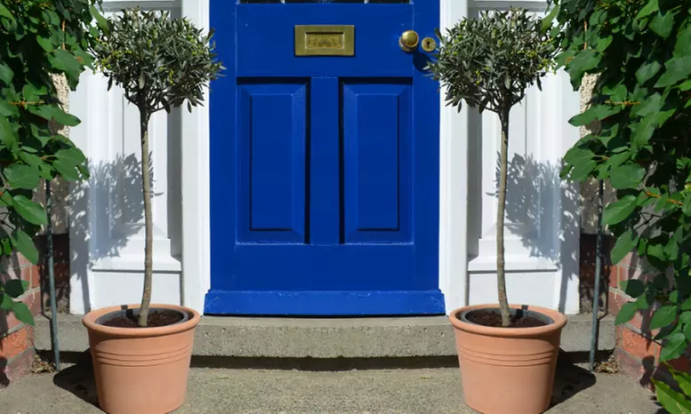 Olive Standard Tree – 1 or 2 Plants with Optional Patio Pot