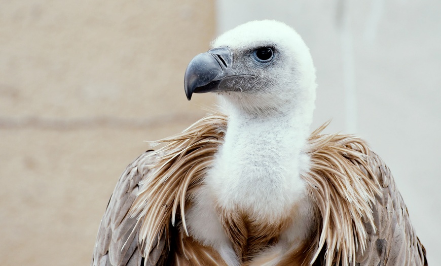 Image 2: Entrada al zoológico "La era de las aves"  