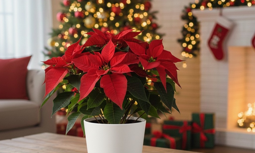 Image 1: 4" and 6" Poinsettia in Red and White with Free Shipping (Up to 10% Off)