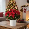 6" Poinsettia in Red and White with Free Shipping - Indoor and Outdoor Christmas Plants (Up to 10% Off)